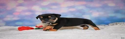 English Bulldog dogs for sale: Addi - Ad 9