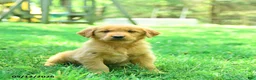 Golden Retriever dogs for sale: Pebbles - Ad 2
