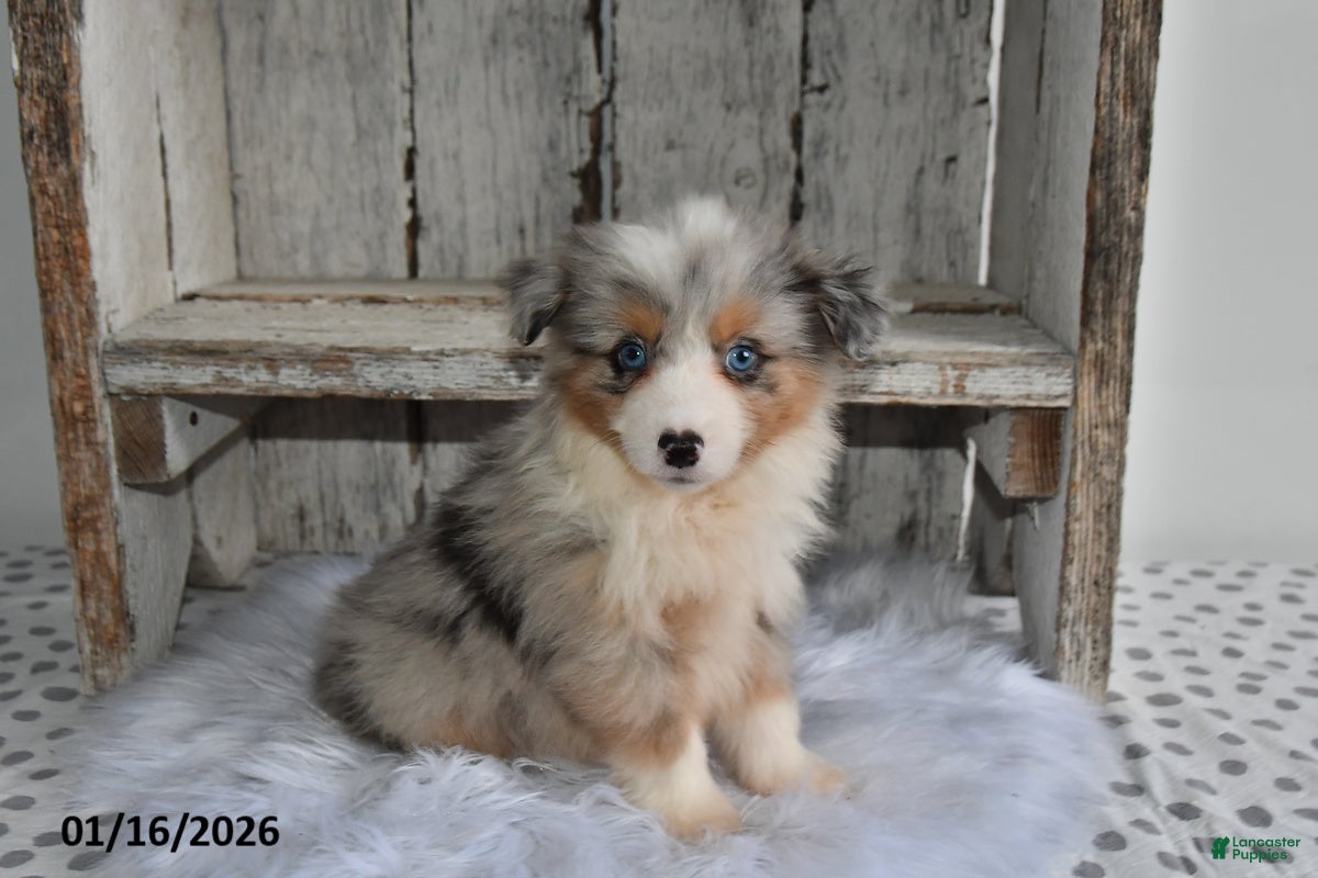 Australian Shepherd dogs Milo - Ad 14