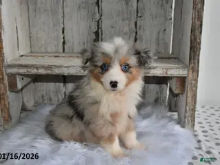 Australian Shepherd dogs Milo - Ad 15