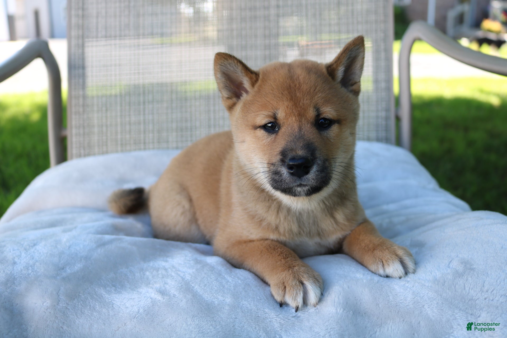 Shiba Inu dogs Lucky - Ad 2