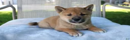 Shiba Inu dogs for sale: Lucky - Ad 2