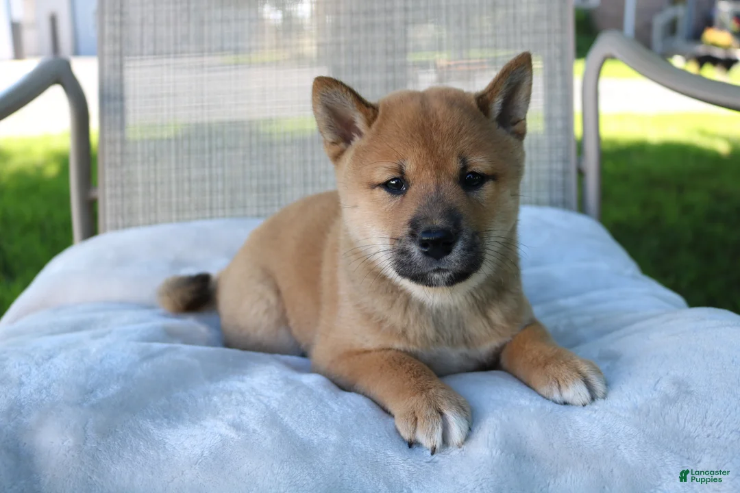 Shiba Inu dogs for sale: Lucky - Ad 2
