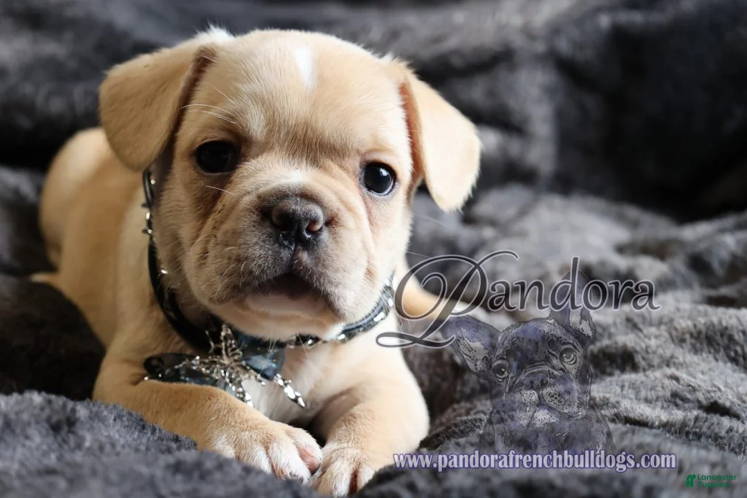 French Bulldog dogs for sale: Edge - Ad 4