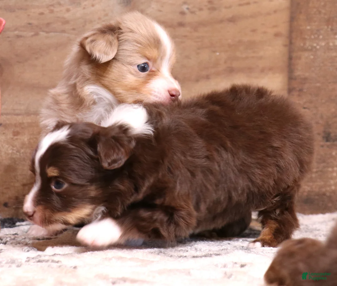 Toy Australian Shepherd dogs for sale: Sidney red merle female - Ad 2