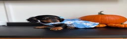 Miniature Dachshund dogs for sale: Teacup Chanel - Ad 2