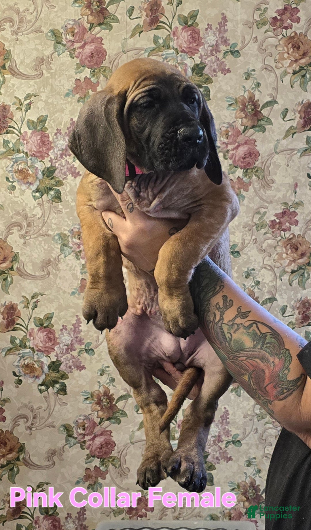 Great Dane dogs for sale: Pink Collar Female - Ad 9