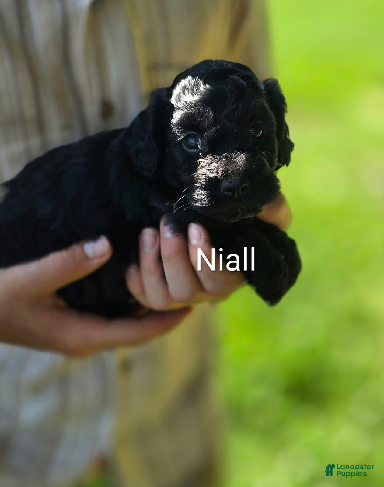 Cockapoo dogs Niall - Ad 1