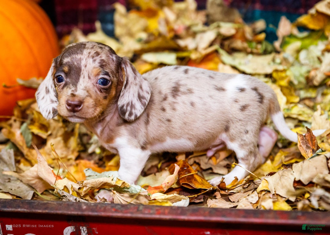 Miniature Dachshund dogs for sale: Ralph - Ad 5