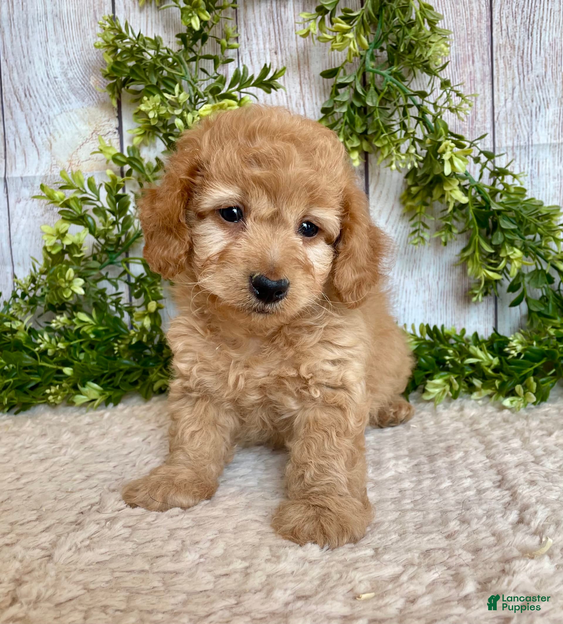 Dachshund Doxiepoo Puppies For Sale Dachshund Poodle Mix Rescue Outlet