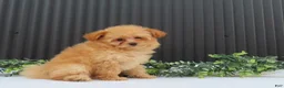Pomeranian dogs for sale: Rusty 🐾 - Ad 4