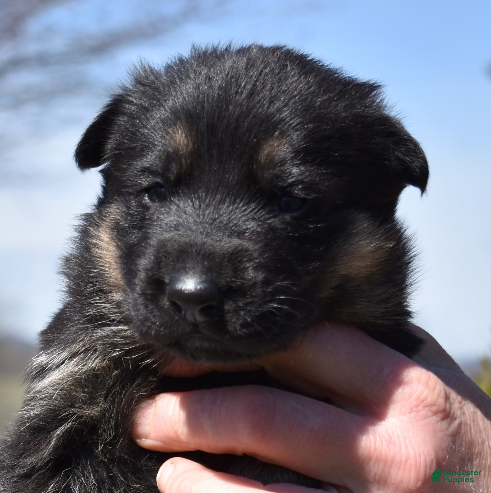 German Shepherd dogs Atlas - Ad 1