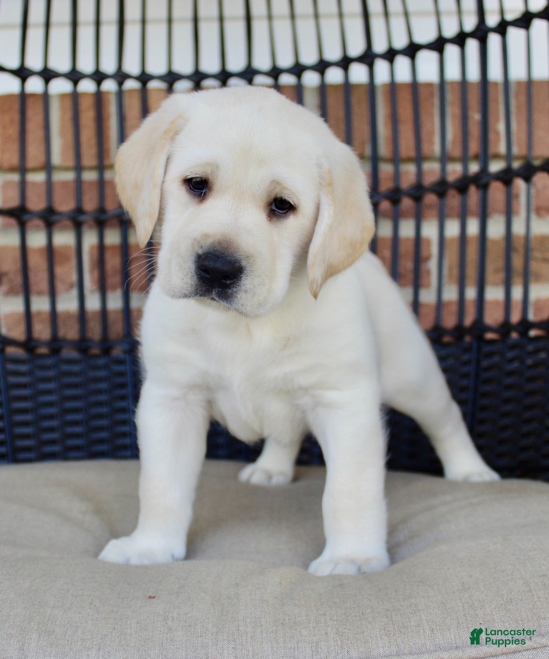 Labrador Retriever dogs Dexter - Ad 2
