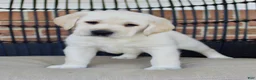 Labrador Retriever dogs for sale: Dexter - Ad 2
