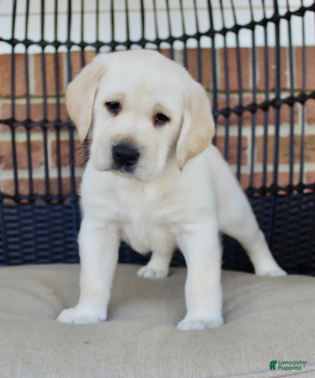 Labrador Retriever dogs for sale: Dexter - Ad 2