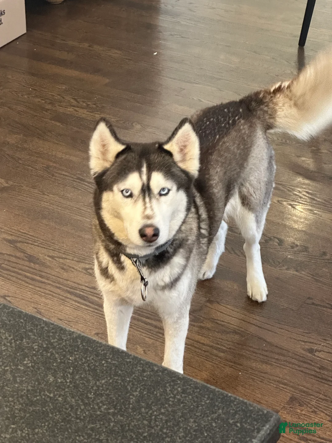 Siberian Husky dogs for sale: Just 5 year Old Adult for Sale - Ad 8