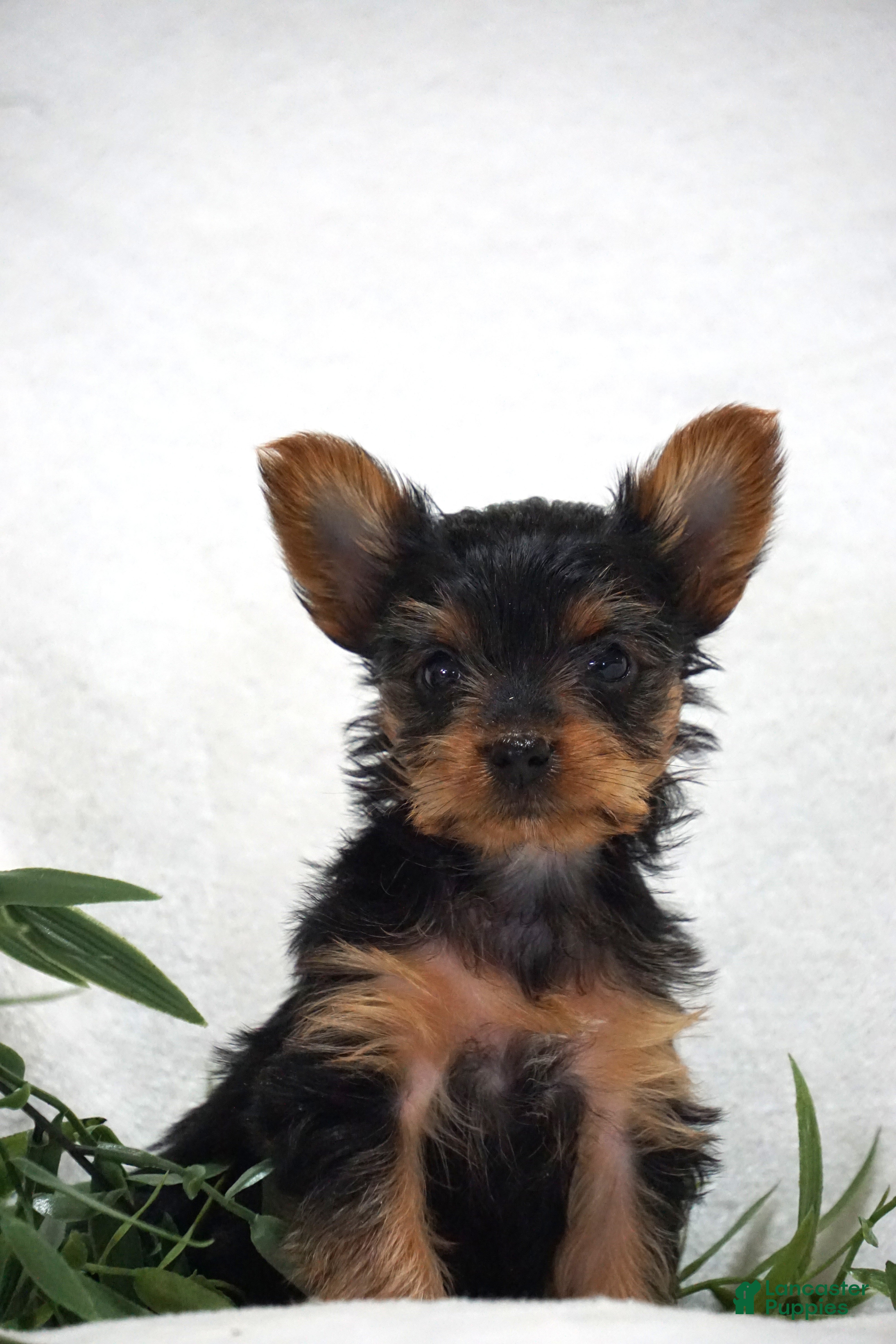Yorkshire Terrier dogs for sale: ELLA - Ad 3