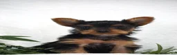Yorkshire Terrier dogs for sale: ELLA - Ad 1