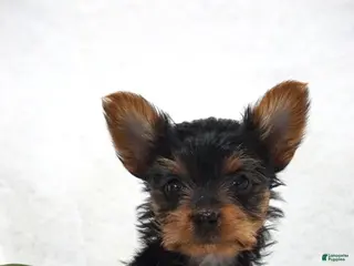 Yorkshire Terrier dogs for sale: ELLA - Ad 3