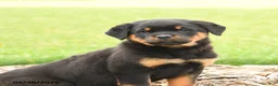 Rottweiler dogs for sale: River - Ad 4