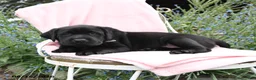 Labrador Retriever dogs for sale: Mattie - Ad 5