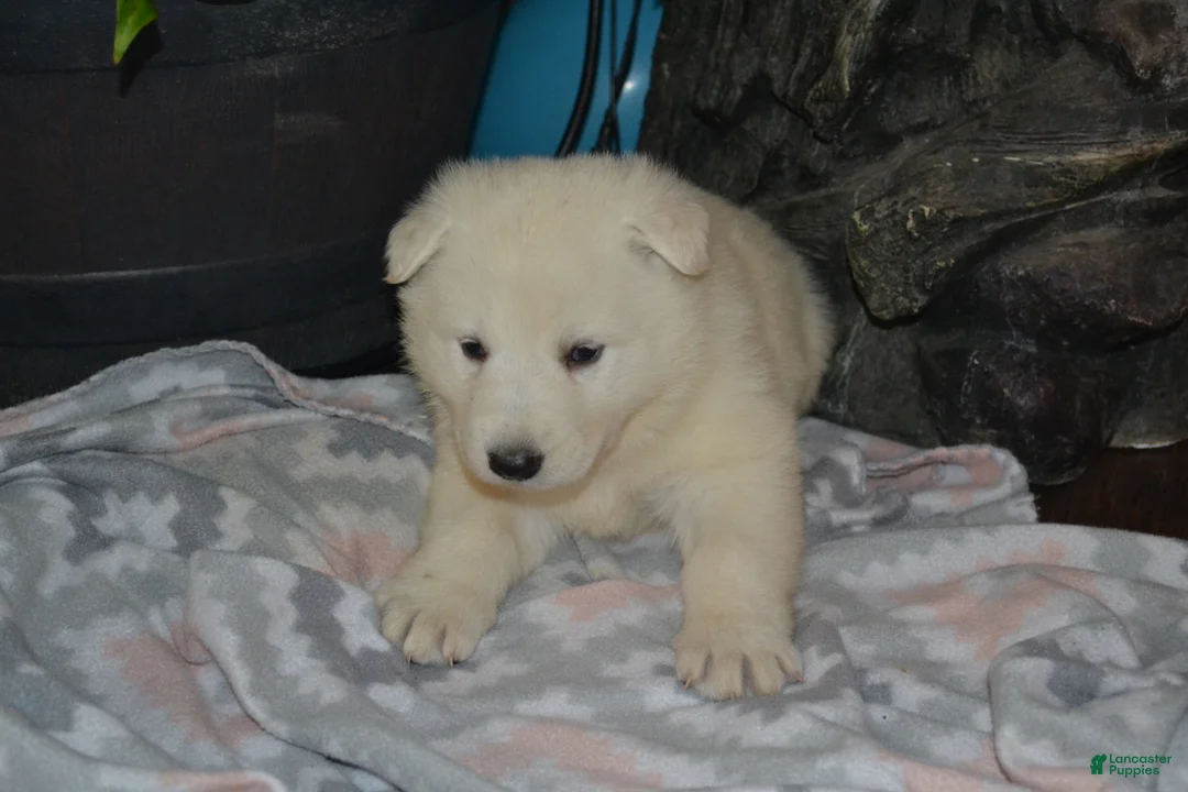 German Shepherd dogs for sale: Sasha - Ad 2