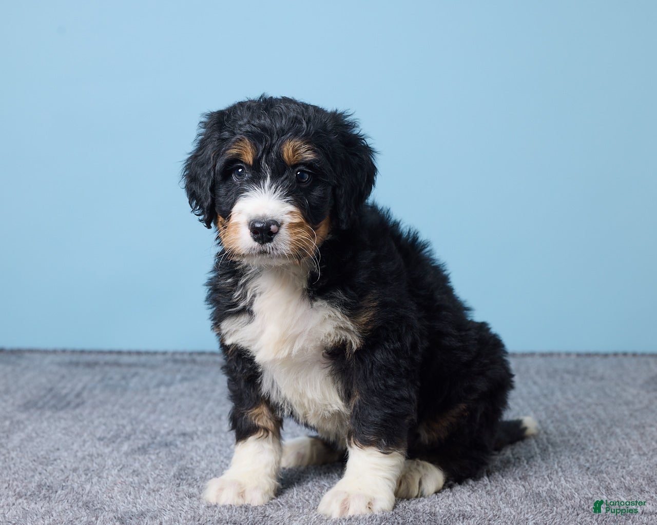 Bernedoodle dogs Howey - Ad 2