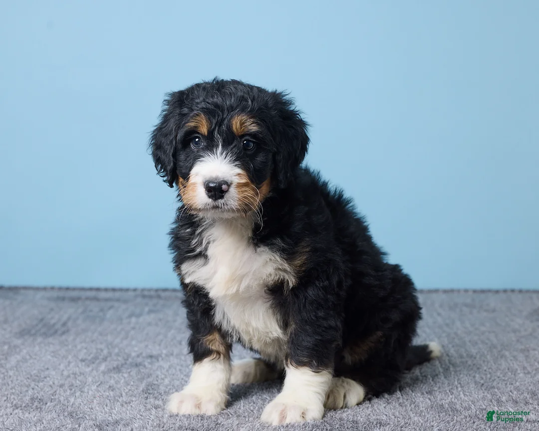 Bernedoodle dogs for sale: Howey - Ad 2