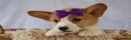 Welsh Corgi Pembroke dogs for sale: Zoey 🌸 - Ad 10