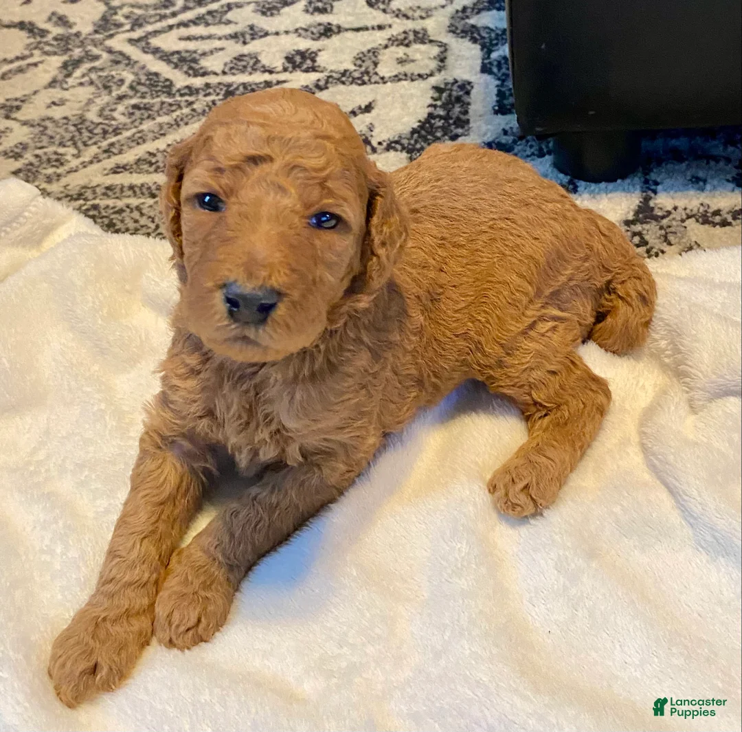 Standard Poodle dogs for sale: Scarlet - Ad 1
