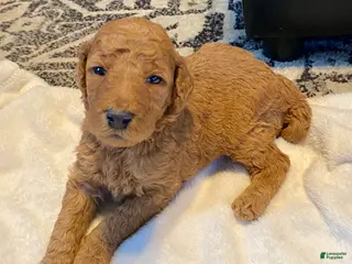 Standard Poodle dogs Scarlet - Ad 7