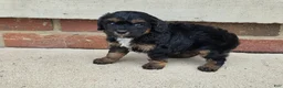 Cavapoo dogs for sale: Rio - Ad 2