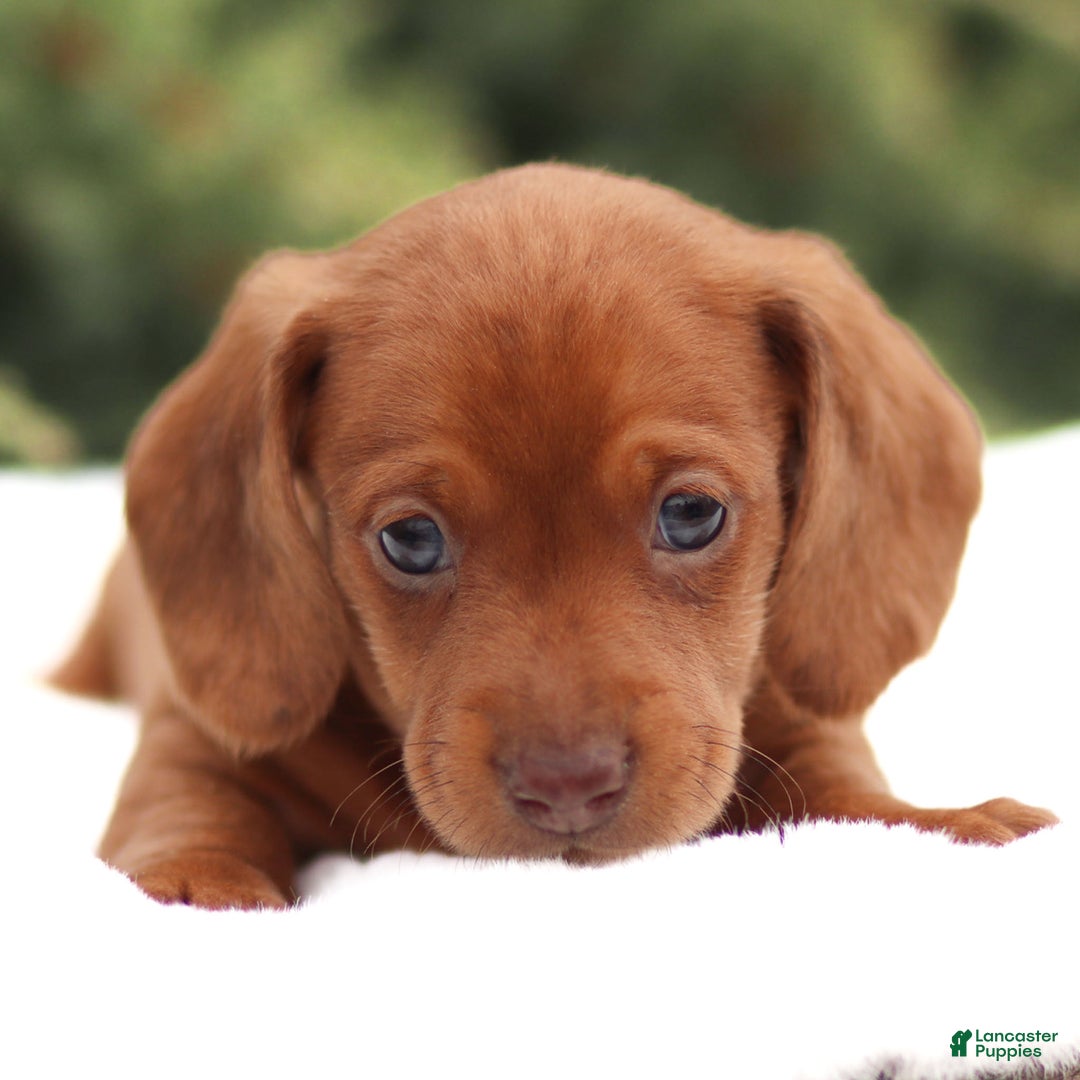 Dachshund dogs for sale: Harry - Ad 5