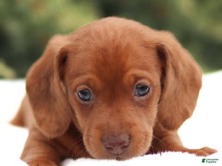 Dachshund dogs Harry - Ad 22