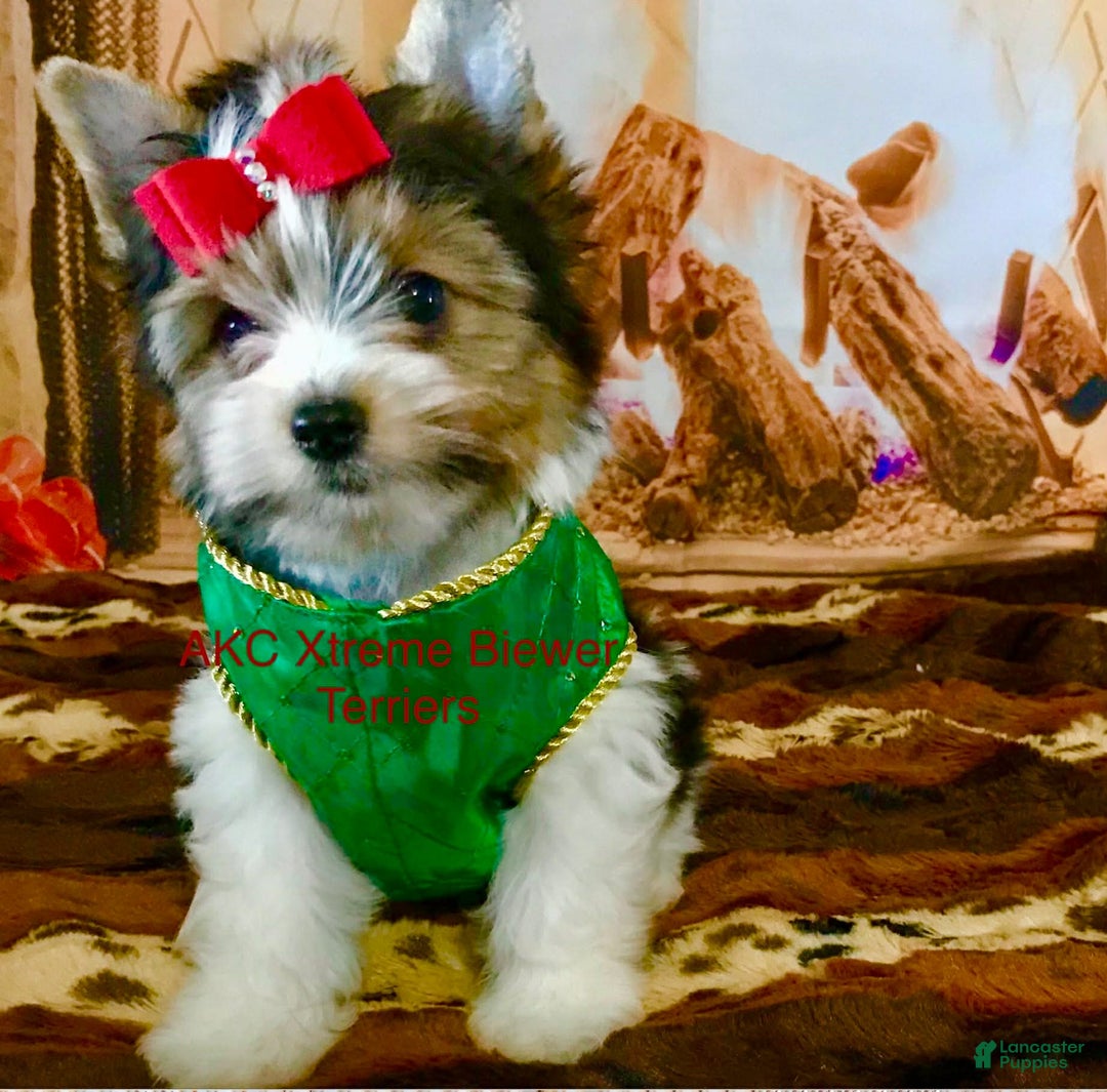Biewer Terrier dogs for sale: Biewer Terrier Puppy 2 - Ad 1