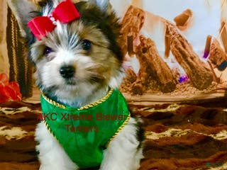 Biewer Terrier dogs Biewer Terrier Puppy 2 - Ad 15