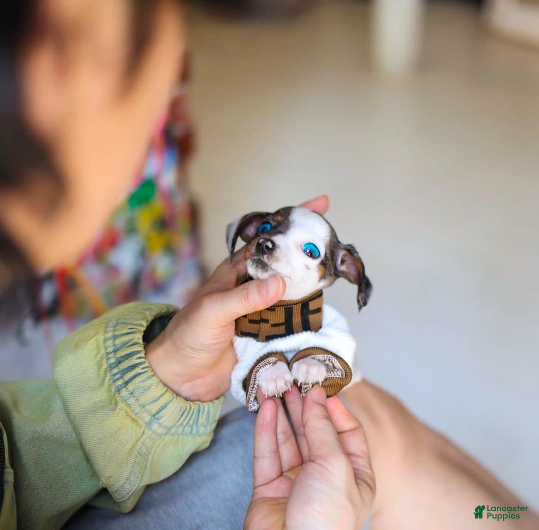 Dachshund dogs Dachshund Puppy 1 - Ad 11