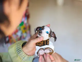 Dachshund dogs Dachshund Puppy 1 - Ad 11