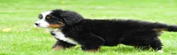 Bernese Mountain Dog dogs for sale: Ranger - Ad 7