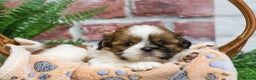Shih Tzu dogs for sale: Dover  - Ad 7