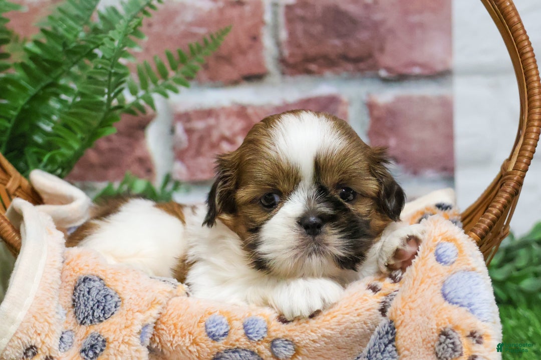 Shih Tzu dogs for sale: Dover  - Ad 7