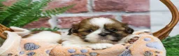 Shih Tzu dogs for sale: Dover  - Ad 13