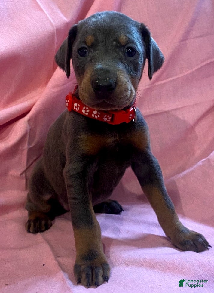 Doberman Pinscher dogs Bandit  - Ad 37