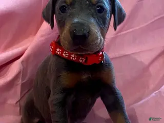 Doberman Pinscher dogs Bandit - Ad 37