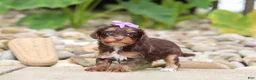 Yorkiepoo dogs for sale: Bon Bon - Ad 6
