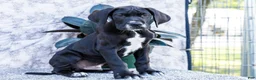 Great Dane dogs for sale: Bruce - Ad 1