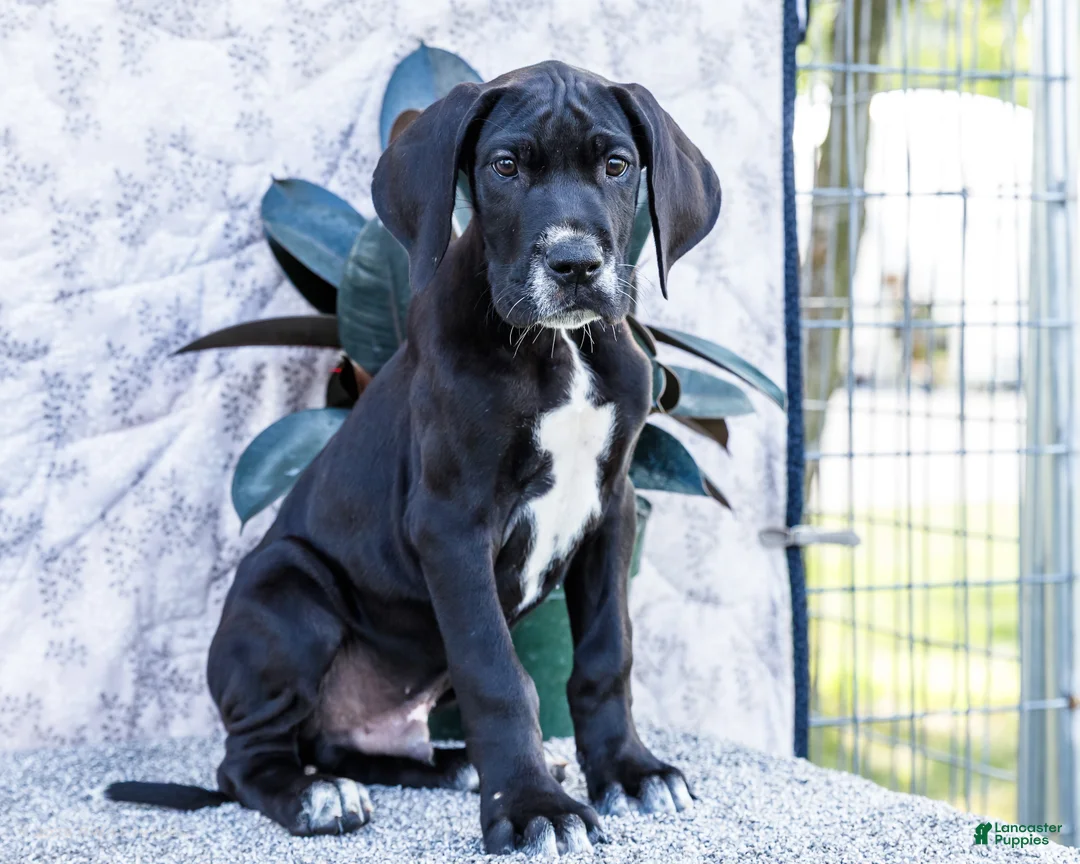 Great Dane dogs for sale: Bruce - Ad 1