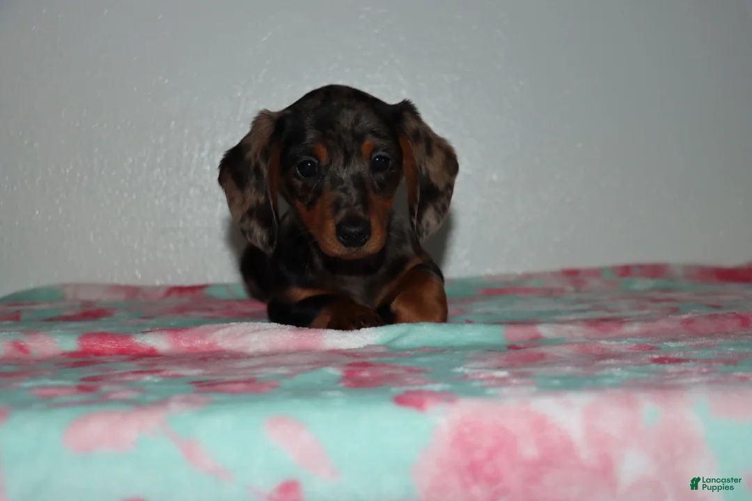 Miniature Dachshund dogs for sale: Mandie - Ad 1