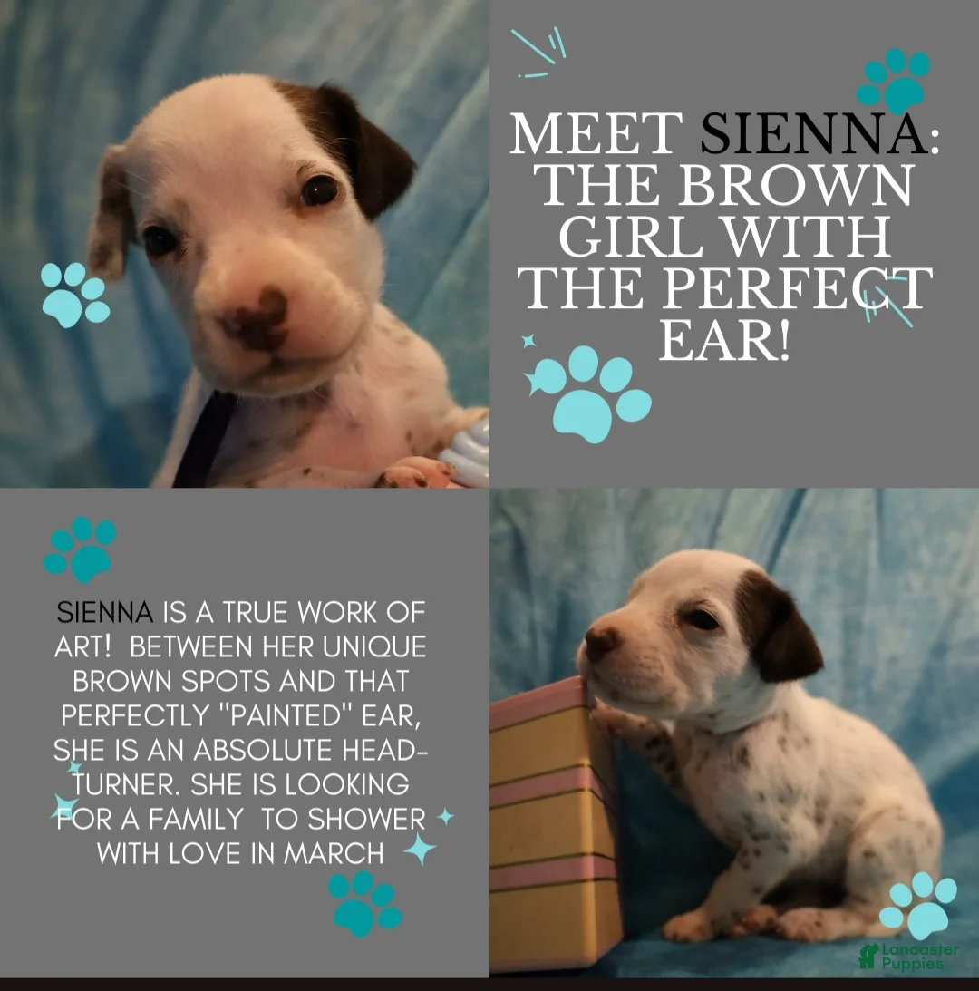 Dalmatian dogs for sale: Sienna - Ad 2