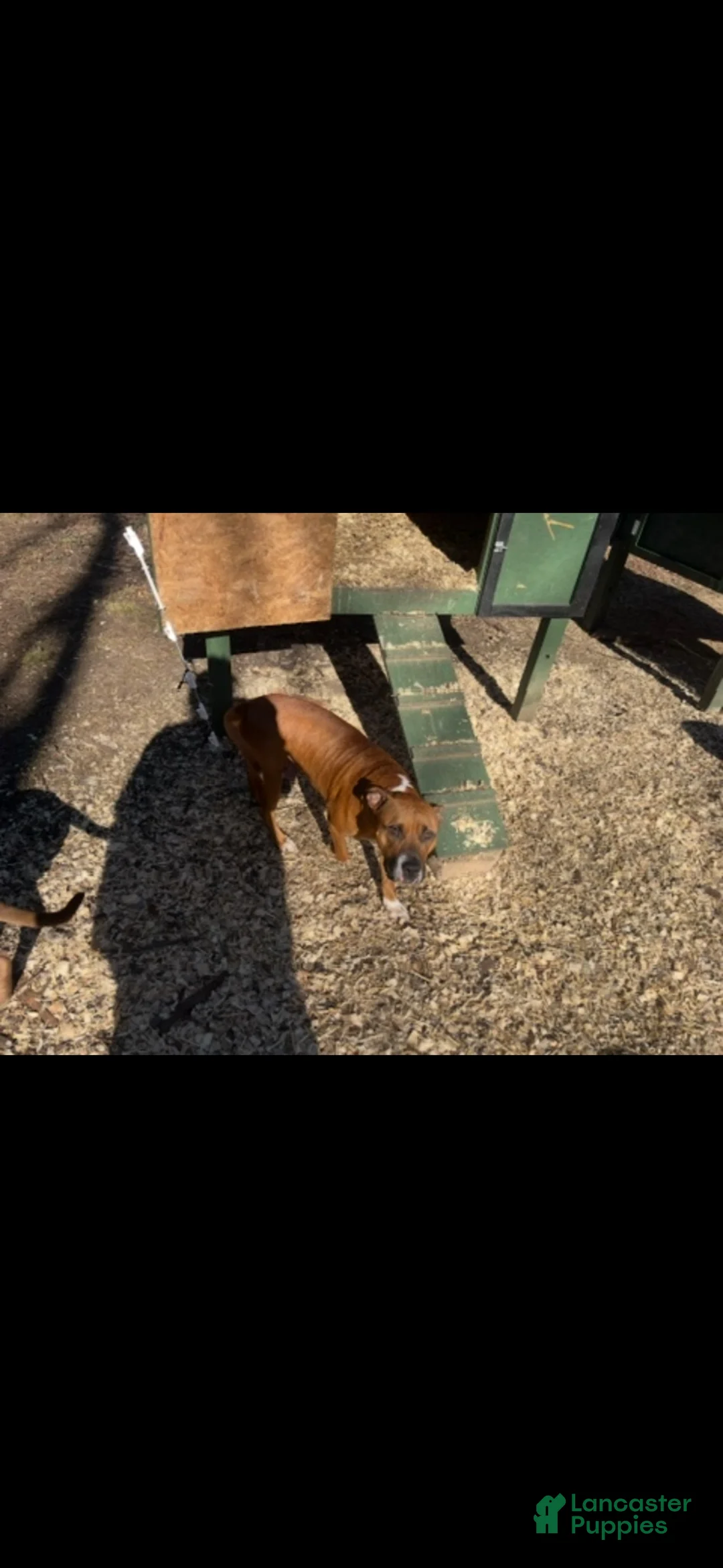 American Pit Bull Terrier dogs for sale: American Pit Bull Terrier 1 - Ad 2